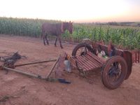 homem-em-charrete-puxada-por-burro-morre-atropelado-por-caminhao-apos-animal-se-assustar-e-invadir-pista,-em-cascavel