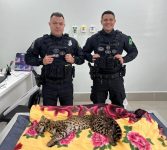 gato-maracaja-e-resgatado-por-policiais-penais-federais-apos-ser-atropelado-em-rodovia-no-pr