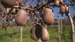 temperaturas-amenas-durante-o-inverno-diminuem-producao-de-kiwi-no-parana;-entenda