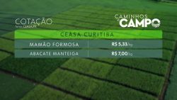 pepino-e-abacate-mais-caros:-veja-cotacao-nas-ceasas-do-parana