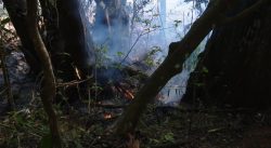 corpo-de-idoso-e-encontrado-carbonizado-em-incendio-ambiental-no-parana