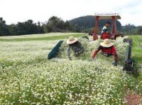 parana-e-maior-produtor-de-camomila-do-brasil;-mandirituba-se-destaca-na-producao-da-planta