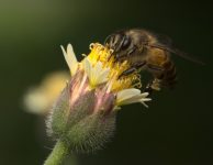 investigacao-de-morte-de-abelhas-no-parana-descobre-uso-de-agrotoxico-suspenso-no-brasil