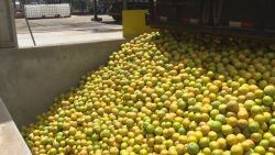 baixo-rendimento-na-producao-de-laranja-afeta-industrias-de-suco-no-noroeste-do-parana