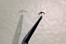 cascavel-emite-alerta-para-casos-de-chikungunya-apos-confirmacao-de-oito-casos;-‘surto’,-diz-secretario-da-saude