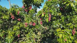 produtores-de-lichia-trabalham-para-suprir-demanda-de-fim-de-ano-no-parana