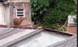 video:-capivara-sobe-em-telhado-de-casa-em-curitiba