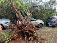 video:-arvore-cai-em-cima-de-carro-durante-tempestade-no-parana